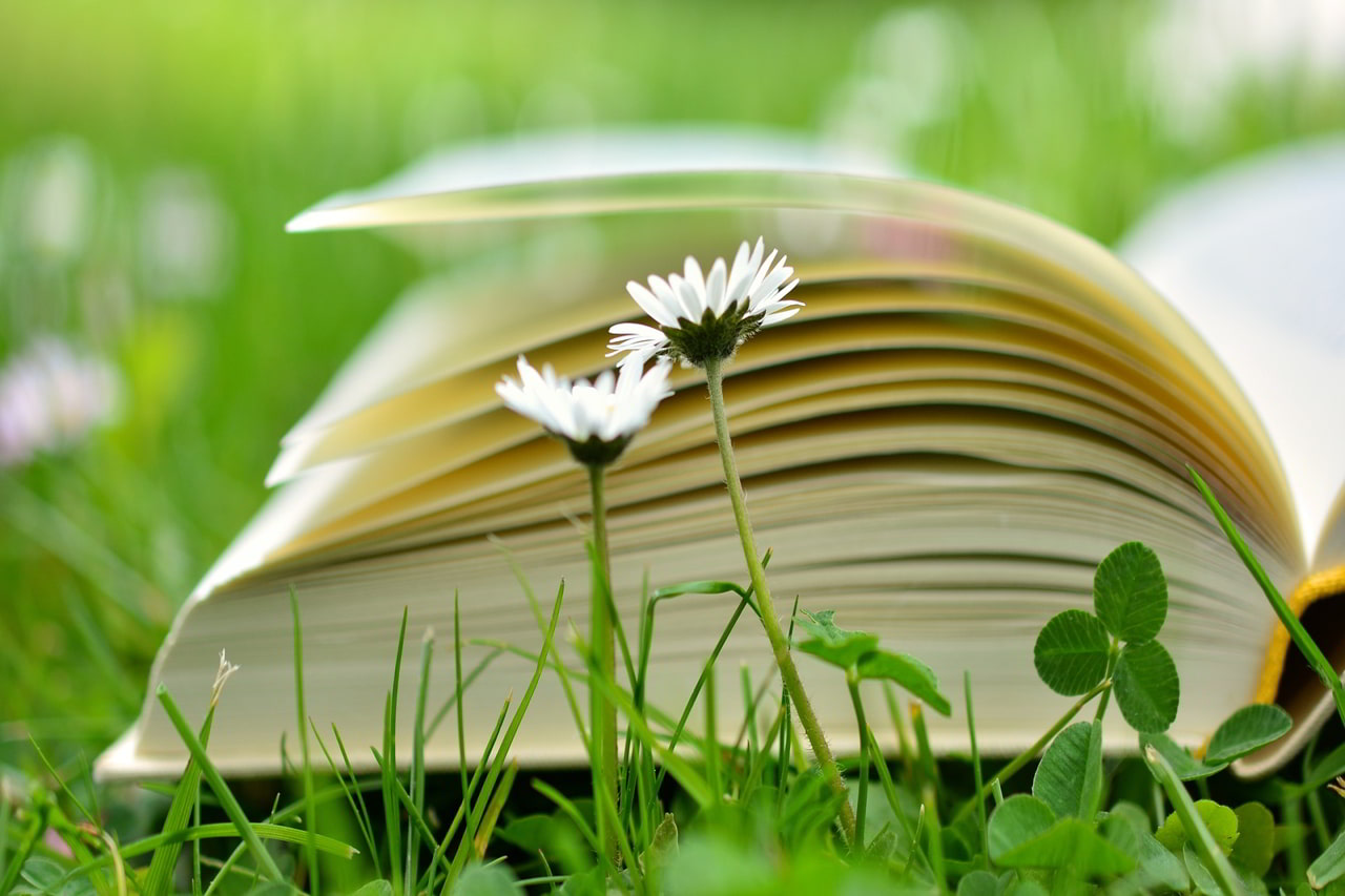 livre ouvert dans l l herbe