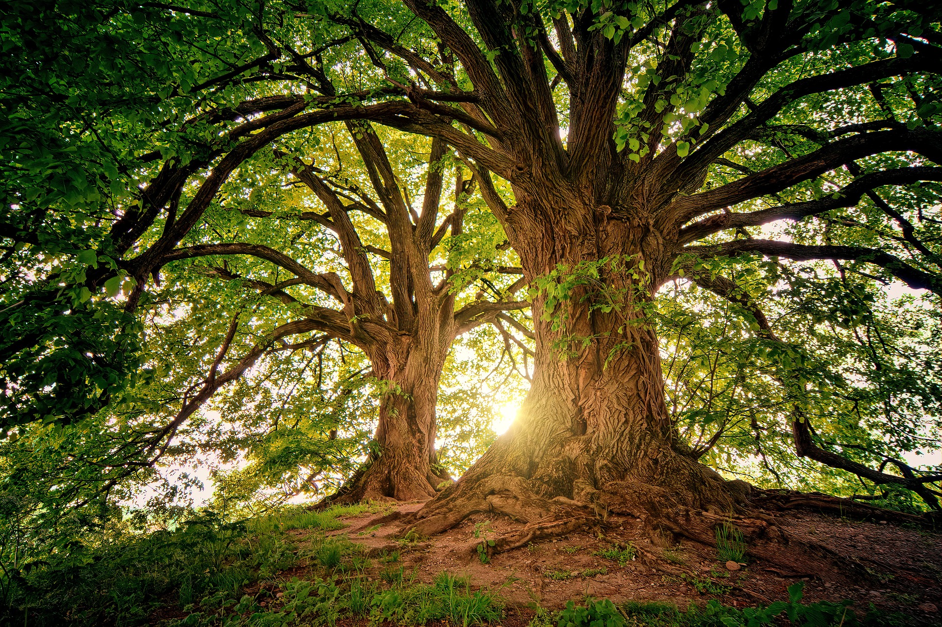 pour la géobiologie des arbres séculaire dans une verte forest