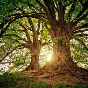 arbres très vieux pour illustrer les formation geobiologie